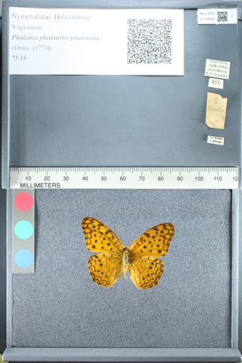 Media type: image;   Entomology 158908